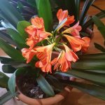 Klivija (lot. Clivia miniata)