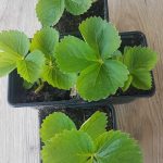 Braškių daigai "Rumba"